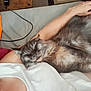 Boris is registered to the contest to win money with this photo: arm, blanket, casual, cat, closeup, comfort, couch, fluffy, fur, gray_cat, home, indoor, nap, person, pet, pillow, relaxation, resting, sleeping, soft