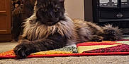 Boris joined the competition — help win amazing prizes! cat, long_hair, indoor, rug, carpet, furniture, wooden_cabinet, stove, pet, fluffy, relaxed, stretching, animal, mammal, home, cozy, domestic, feline, resting, calm