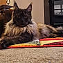 cat, long_hair, indoor, rug, carpet, furniture, wooden_cabinet, stove, pet, fluffy, relaxed, stretching, animal, mammal, home, cozy, domestic, feline, resting, calm
