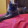 Boris joined the competition — help win amazing prizes! animal, bed, cat, close_up, cute, domestic_cat, ears, feline, fur, household, indoor, long_hair, mammal, pet, red_bedspread, relaxed, resting, stretching, tail, whiskers