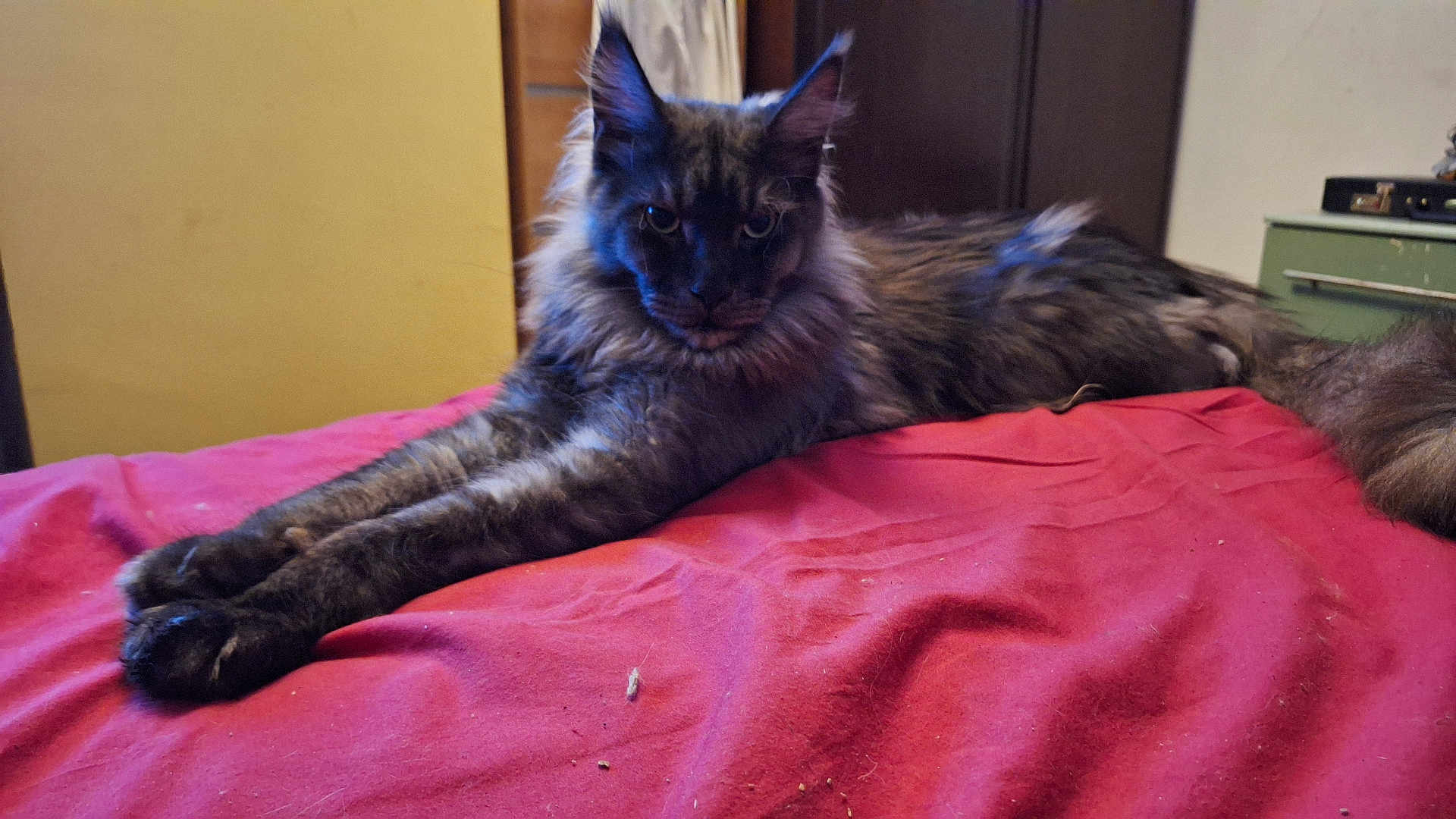 Boris