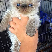 Jimmy joined the competition — help win amazing prizes! animal, blue_eyes, cage, curious, cute, domestic, face, feline, fluffy, fur, hand, holding, indoor, kitten, mammal, paw, pet, small, whiskers, young