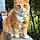 Mittens