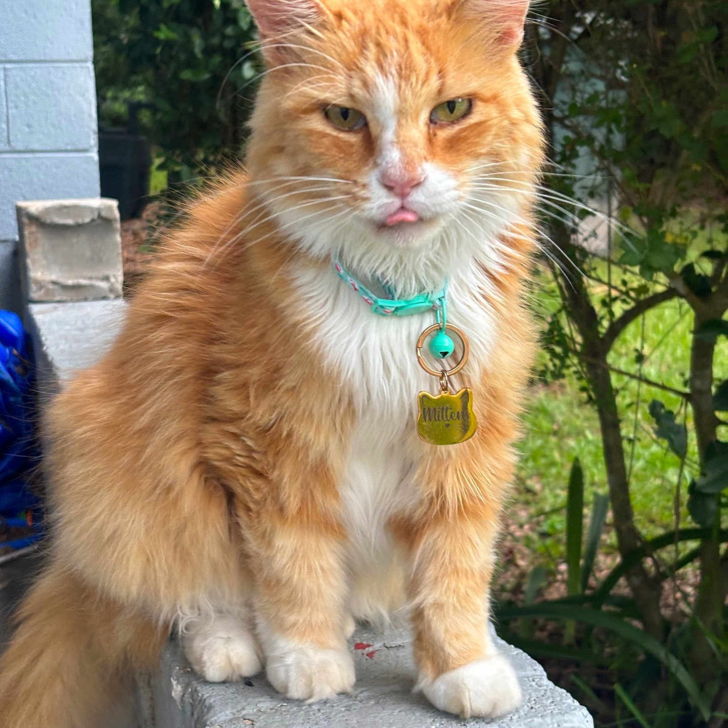 Mittens