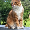 Mittens joined the competition — help win amazing prizes! cat, orange_cat, white_fur, sitting, outdoor, garden, greenery, brick_ledge, pet, animal, fur, whiskers, ears, paws, side_view, nature, daylight, portrait, focused, serene
