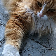 Mittens joined the competition — help win amazing prizes! cat, orange_cat, fluffy, white_paw, close_up, pet, animal, feline, whiskers, paw, fur, outdoor, concrete, stretching, relaxed, cute, domestic_cat, mammal, portrait, laying_down