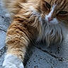 cat, orange_cat, fluffy, white_paw, close_up, pet, animal, feline, whiskers, paw, fur, outdoor, concrete, stretching, relaxed, cute, domestic_cat, mammal, portrait, laying_down