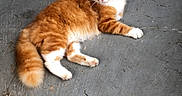 Mittens joined the competition — help win amazing prizes! cat, orange_cat, white_paws, fluffy_tail, lying_down, concrete_floor, urban, pet, animal, feline, relaxed, resting, outdoor, scratches, texture, ground, fur, whiskers, ears, alert