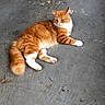 cat, orange_cat, white_paws, fluffy_tail, lying_down, concrete_floor, urban, pet, animal, feline, relaxed, resting, outdoor, scratches, texture, ground, fur, whiskers, ears, alert
