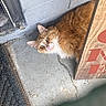 Mittens is registered to the contest to win money with this photo: cat, orange_cat, fluffy, peeking, wooden_board, concrete_floor, wall, indoor, curious, pet, feline, animal, closeup, looking, ears, whiskers, floor, texture, corner, quiet