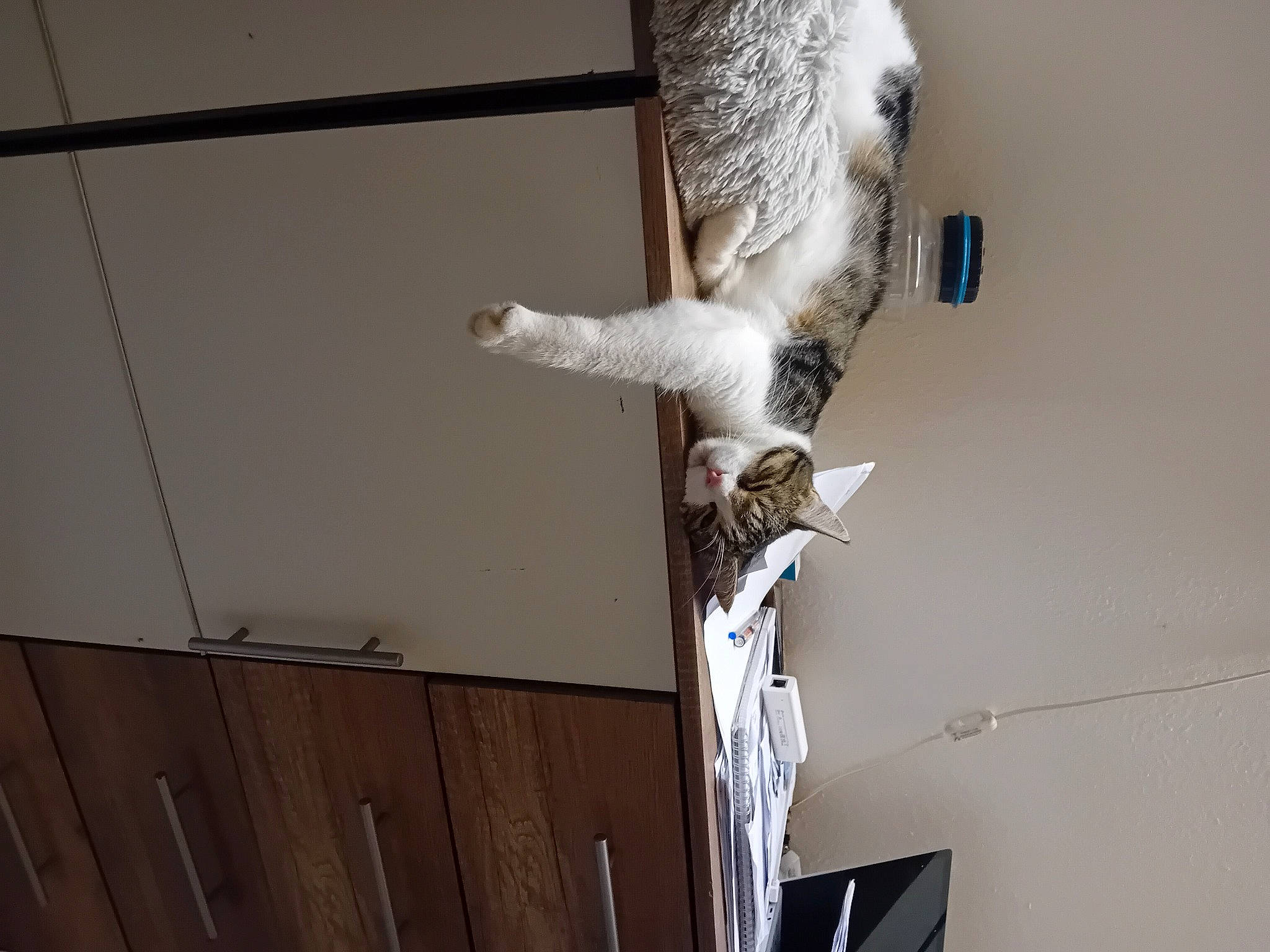 Doudoune a rejoint le concours — aidez-le/la à gagner de superbes lots ! carnivore, cat, cat_supply, ceiling, domestic_short_haired_cat, felidae, fur, hardwood, pet_supply, room, small_to_medium_sized_cats, tail, whiskers, wood