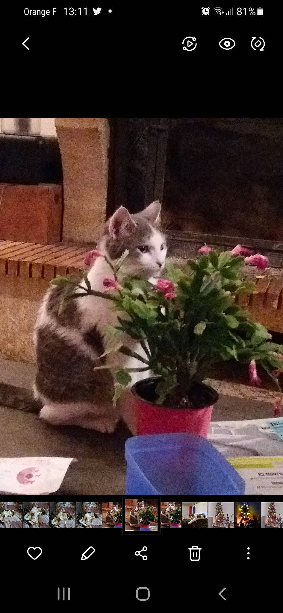 Isy participe au concours pour gagner de l'argent avec cette photo : box, carnivore, cat, domestic_short_haired_cat, felidae, flower, flowerpot, fur, grass, houseplant, petal, photo_caption, photograph, plant, sitting, small_to_medium_sized_cats, snapshot, square, tail, whiskers