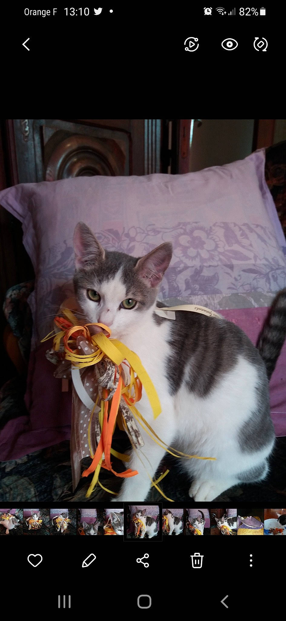 Isy participe au concours pour gagner de l'argent avec cette photo : bedding, carnivore, cat, cat_supply, comfort, couch, domestic_short_haired_cat, felidae, fur, linens, paw, photo_caption, pillow, plant, room, small_to_medium_sized_cats, tail, textile, throw_pillow, whiskers