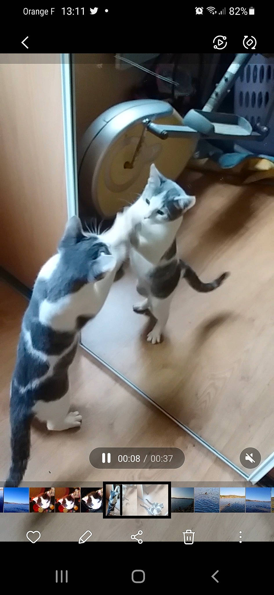 Isy participe au concours pour gagner de l'argent avec cette photo : carnivore, cat, domestic_short_haired_cat, felidae, font, fur, light, paw, photo_caption, photograph, photography, screenshot, small_to_medium_sized_cats, tail, terrestrial_animal, whiskers