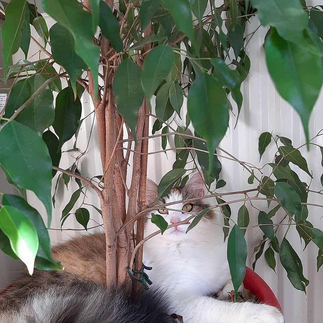 Dream a rejoint le concours — aidez-le/la à gagner de superbes lots ! botany, branch, flower, flowering_plant, fur, leaf, petal, plant, plant_stem, tail, terrestrial_plant, tree, trunk, twig, wood