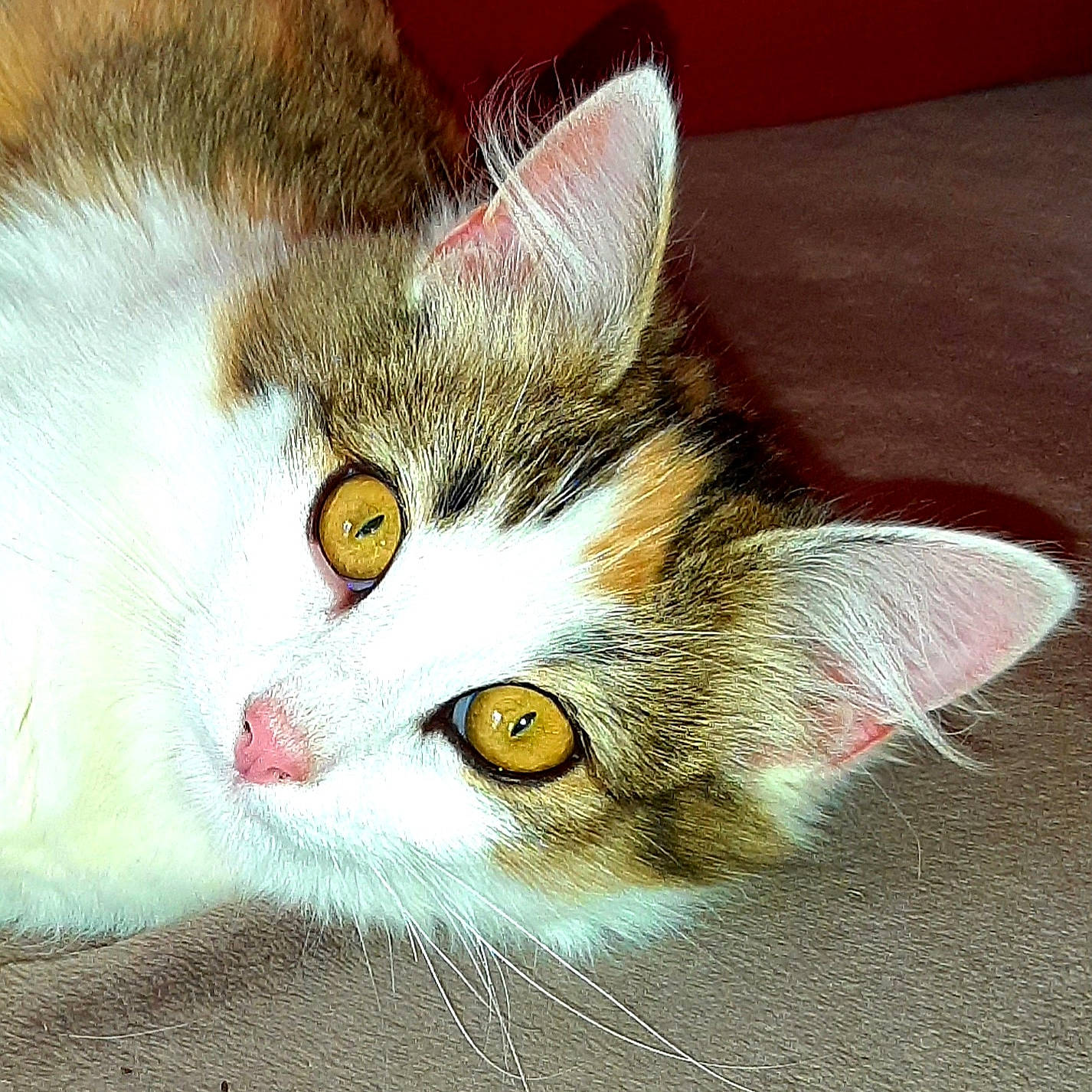 Dream a rejoint le concours — aidez-le/la à gagner de superbes lots ! art, carnivore, cat, domestic_short_haired_cat, felidae, fur, paw, rectangle, small_to_medium_sized_cats, snout, tail, whiskers