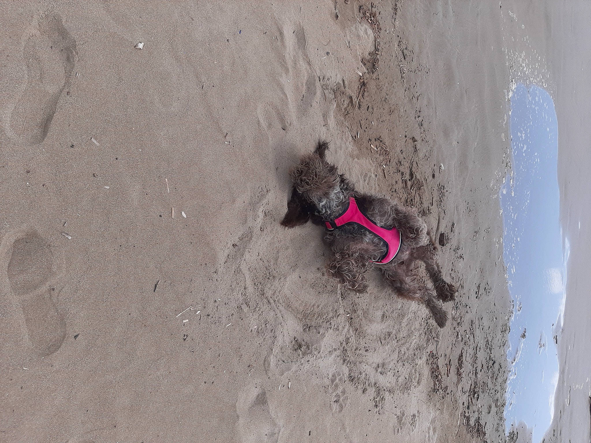 Shaya a rejoint le concours — aidez-le/la à gagner de superbes lots ! beach, carmine, carnivore, coast, dog, dog_breed, extreme_sport, fun, grey, landscape, ocean, recreation, sand, shadow, slope, soil, sporting_group, water, wave, wind_wave