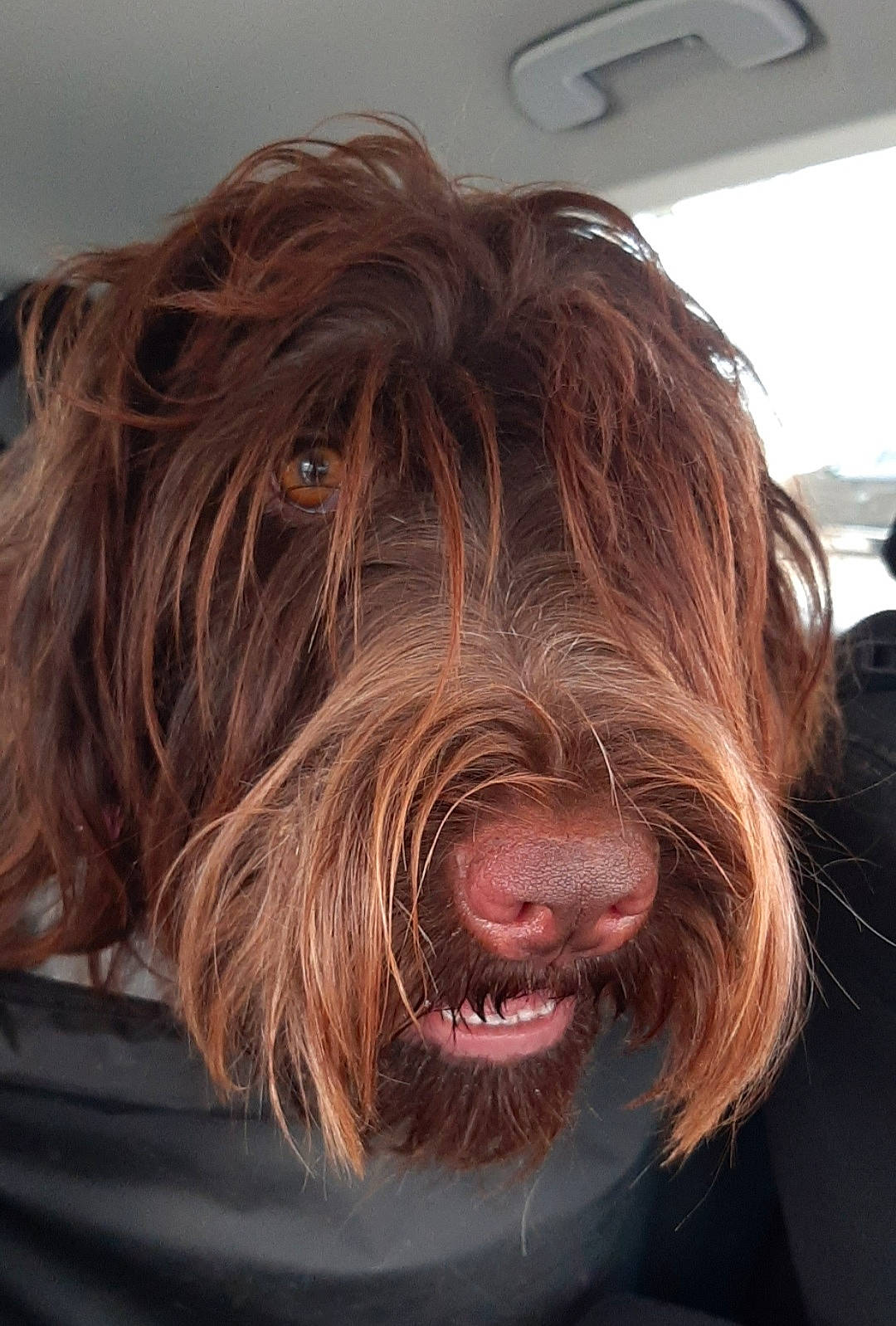 Shaya a rejoint le concours — aidez-le/la à gagner de superbes lots ! canidae, carnivore, companion_dog, dog, dog_breed, flesh, fur, giant_dog_breed, liver, pudelpointer, snout, sporting_group, terrier, water_dog, working_animal