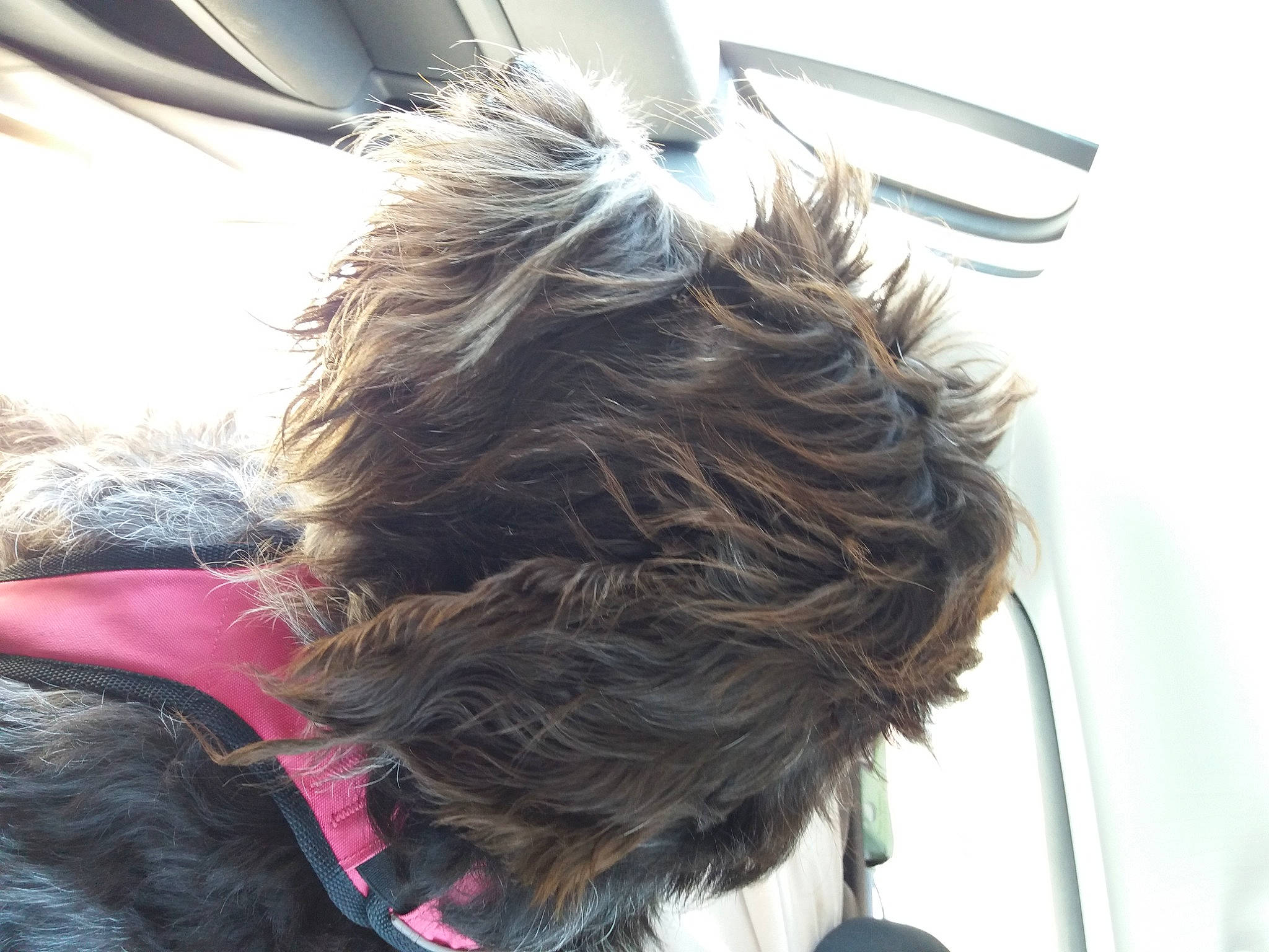 Shaya participe au concours pour gagner de l'argent avec cette photo : beard, brown_hair, carnivore, collar, companion_dog, dog, dog_breed, dog_collar, ear, eyewear, facial_hair, fur, hair, liver, long_hair, neck, selfie, snout, sporting_group, working_animal