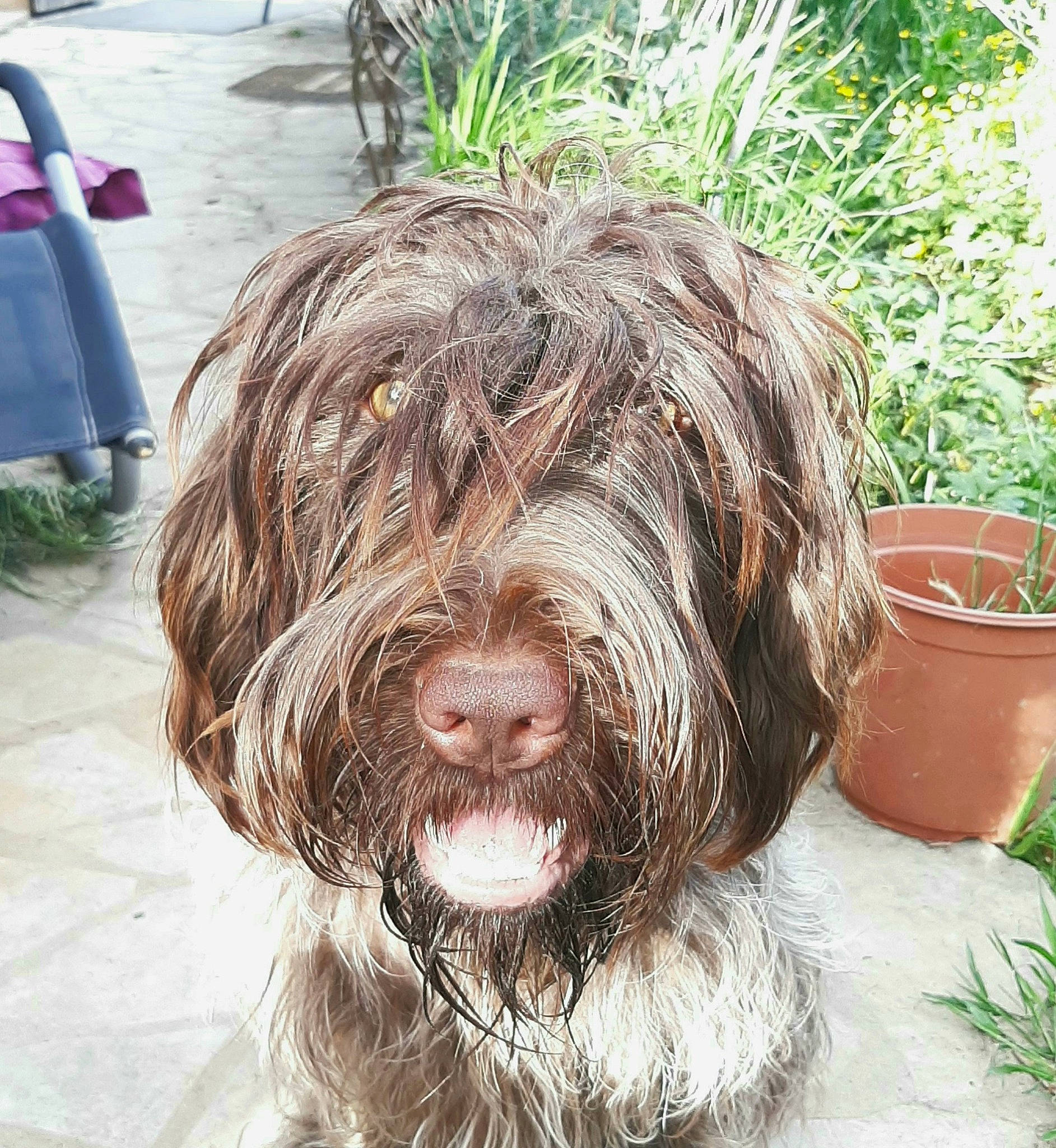 Shaya a rejoint le concours — aidez-le/la à gagner de superbes lots ! bearded_collie, canidae, carnivore, companion_dog, dog, dog_breed, flowerpot, fur, giant_dog_breed, grass, liver, plant, schapendoes, snout, sporting_group, terrier, water_dog, working_animal, working_dog