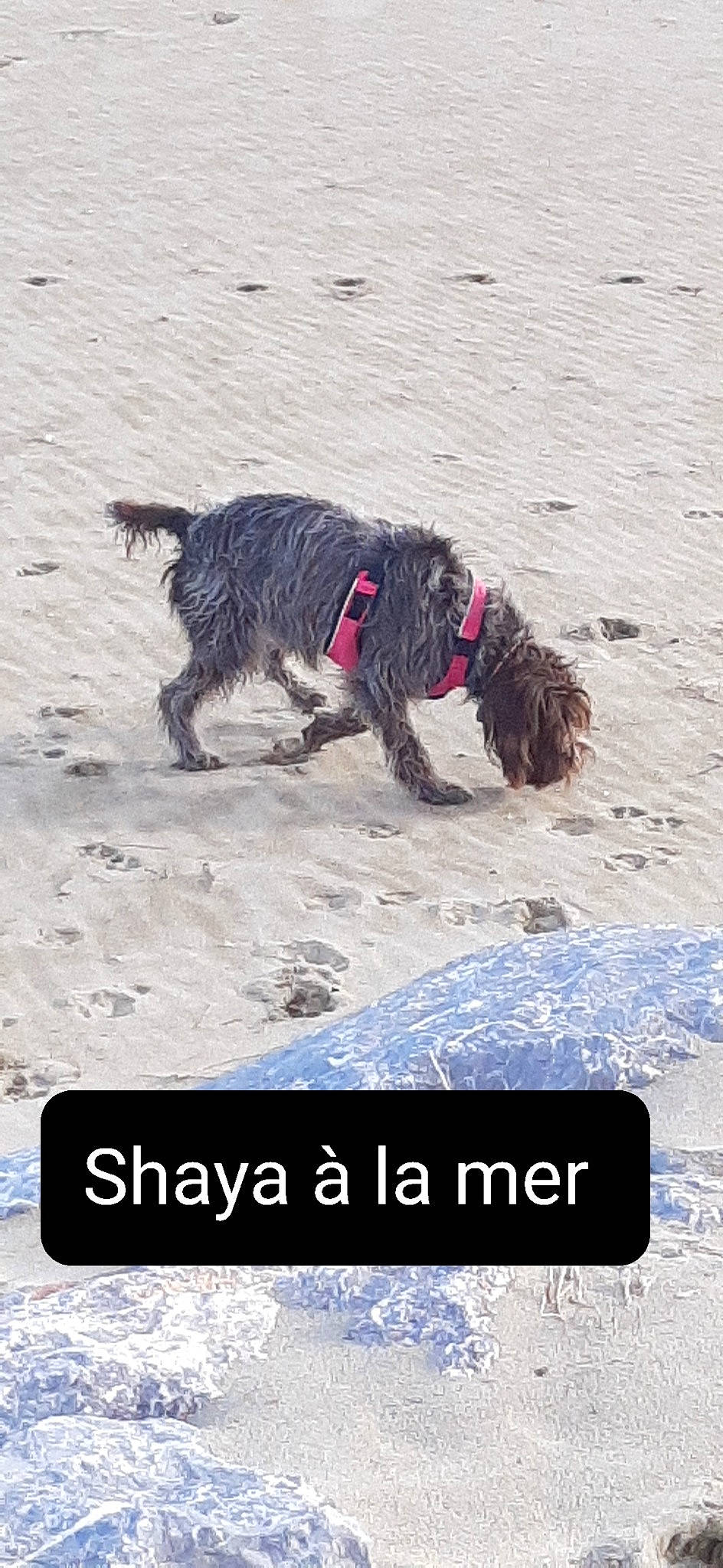 Shaya participe au concours pour gagner de l'argent avec cette photo : beach, carnivore, collar, companion_dog, dog, dog_breed, dog_collar, dog_supply, font, ocean, photo_caption, sand, snow, sporting_group, travel, water, wave, wind_wave, winter, working_animal