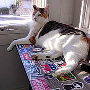 Pebbles joined the competition — help win amazing prizes! cat, calico, window, table, stickers, sunlight, indoor, relaxed, paw, feline, animal, resting, houseplant, daylight, domestic, fur, looking, window_sill, shadow, surface