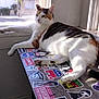 cat, calico, window, table, stickers, sunlight, indoor, relaxed, paw, feline, animal, resting, houseplant, daylight, domestic, fur, looking, window_sill, shadow, surface