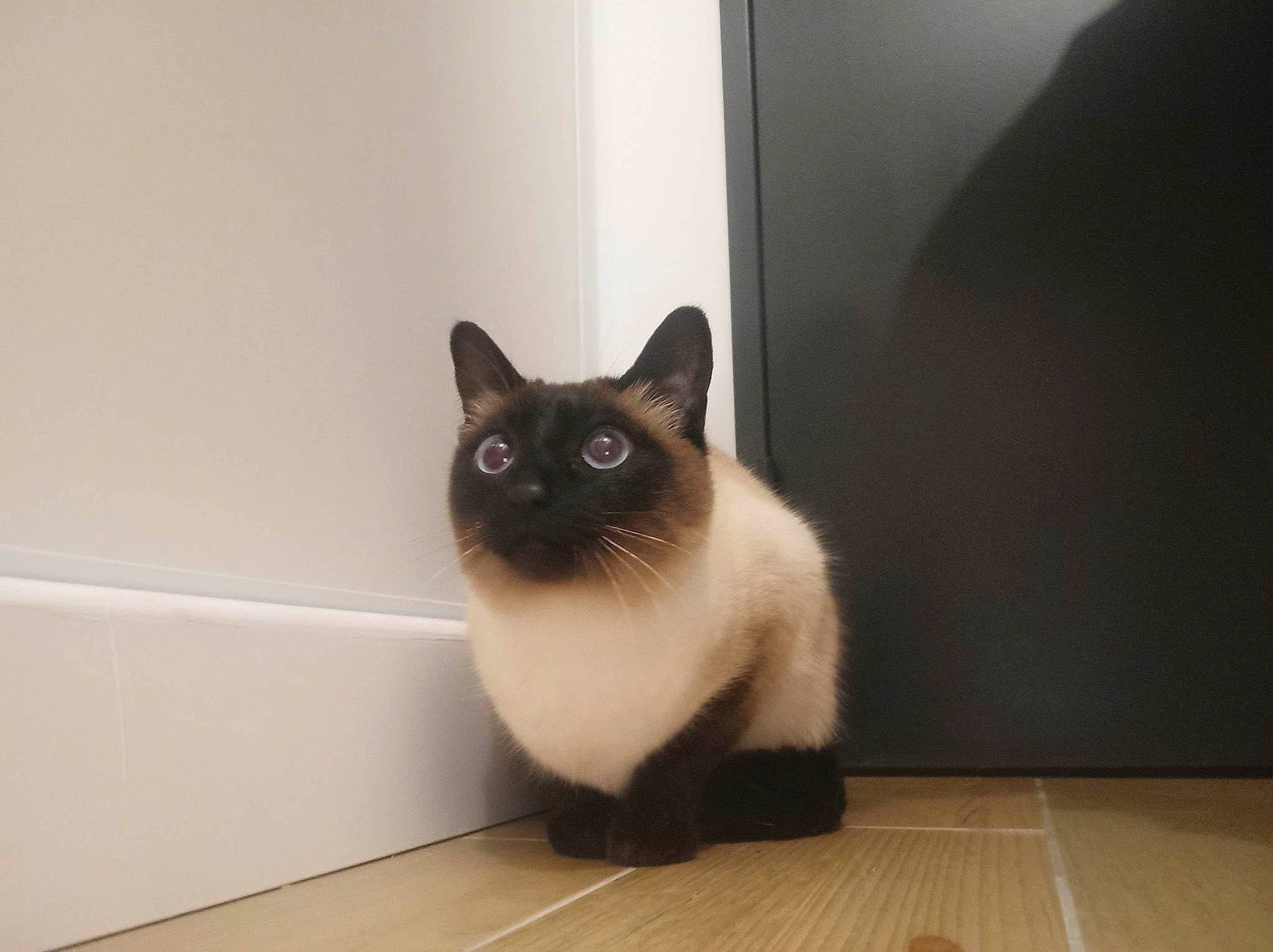 Ollie a rejoint le concours — aidez-le/la à gagner de superbes lots ! birman, carnivore, cat, fawn, felidae, flooring, fur, hardwood, iris, room, siamese, small_to_medium_sized_cats, snout, tail, thai, whiskers, wood