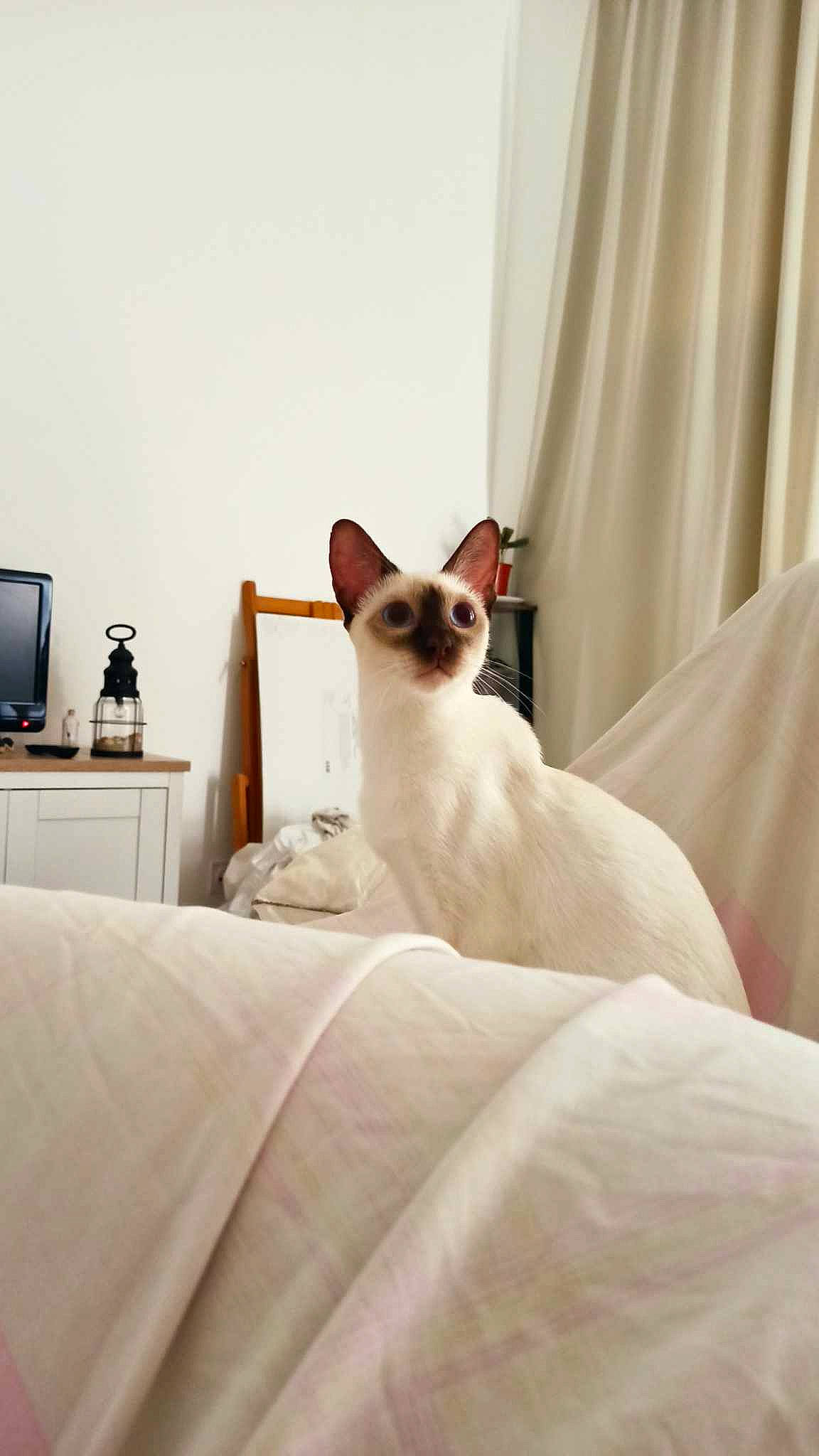 Toriel a rejoint le concours — aidez-le/la à gagner de superbes lots ! balinese, bedding, carnivore, cat, comfort, cone, curtain, fawn, felidae, formal_wear, fur, linens, room, siamese, small_to_medium_sized_cats, snout, tail, whiskers