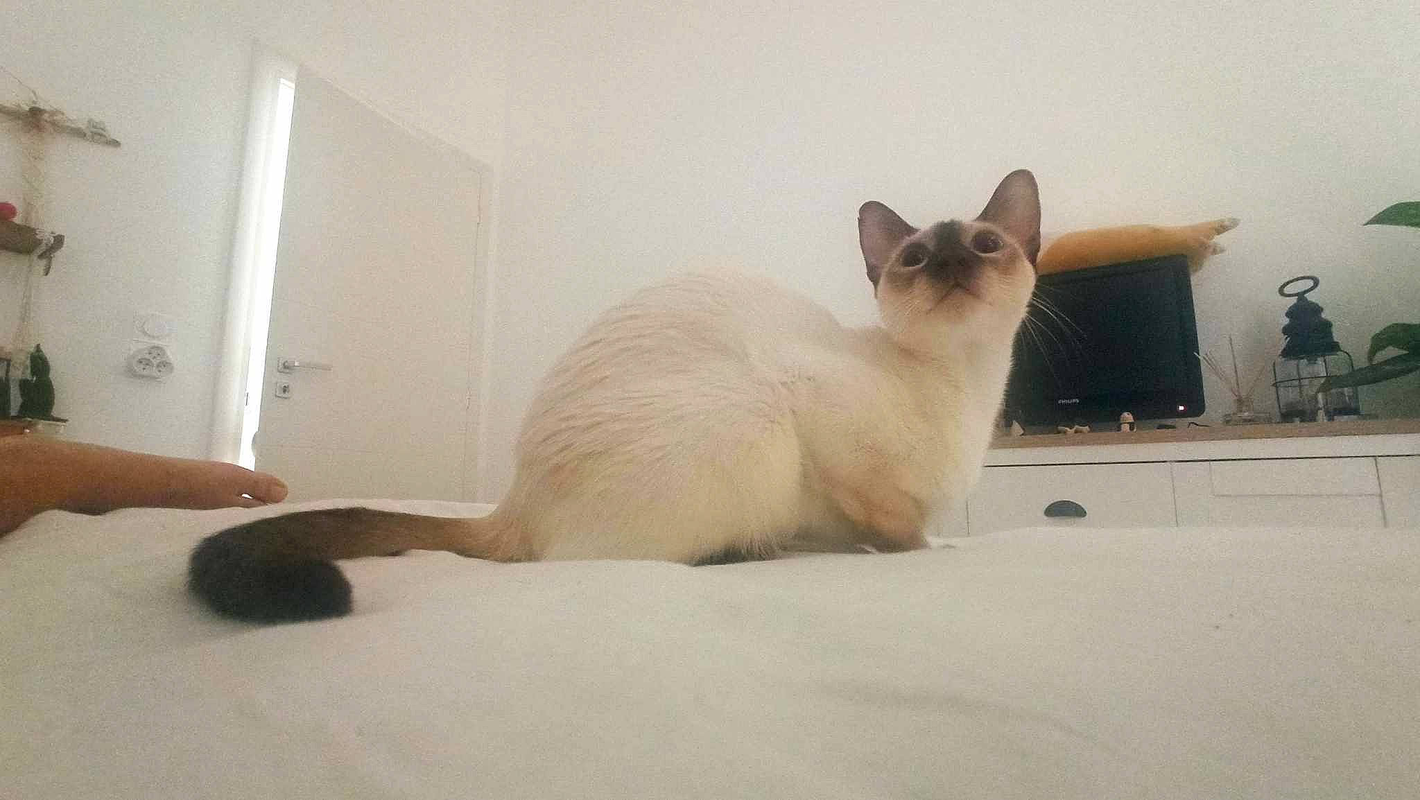 Toriel a rejoint le concours — aidez-le/la à gagner de superbes lots ! birman, carnivore, cat, comfort, fawn, felidae, flooring, fur, hardwood, paw, siamese, small_to_medium_sized_cats, snout, tail, terrestrial_animal, whiskers, wildlife