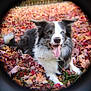 Charlie is registered to the contest to win money with this photo: dog, border_collie, autumn, leaves, outdoor, tongue_out, happy, pet, animal, grass, nature, fall, fur, ears, nose, tongue, playful, lying_down, vignette, colorful