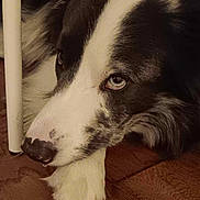 Charlie is registered to the contest to win money with this photo: dog, border_collie, pet, close_up, resting, floor, wooden_floor, white_paw, black_and_white_fur, indoor, animal, canine, table_leg, calm, thoughtful, fur, snout, nose, eye, portrait
