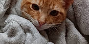 Quimby is registered to the contest to win money with this photo: adorable, animal, blanket, cat, closeup, comfort, cozy, cute, ears, feline, fur, indoor, kitten, orange_tabby, pet, resting, sleepy, soft, warm, whiskers