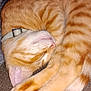 Quimby joined the competition — help win amazing prizes! animal, blanket, cat, collar, cozy, curled_up, cushion, cute, feline, fur, indoor, mammal, nose, orange_tabby, paw, pet, relaxation, resting, sleeping, whiskers