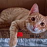 bed, blanket, cardboard_box, cat, close_up, cozy, curious, domestic_cat, ears, eyes, ginger_cat, indoor, paw, pet, playful, portrait, tabby, tail, whiskers, wooden_floor