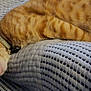 animal, blanket, cat, closeup, collar, comfort, cozy, ear, feline, fur, indoor, nap, orange_tabby, pet, relaxation, resting, side_view, sleeping, texture, whiskers