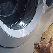 Quimby is registered to the contest to win money with this photo: appliance, cat, collar, curious, domestic_animal, feline, floor, flooring, home, household, indoor, orange_cat, patterned_floor, pet, reflection, side_view, tabby, washing_machine, watching, white_appliance