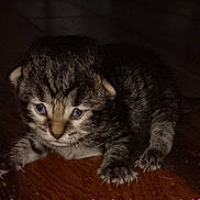 Juniper joined the competition — help win amazing prizes! animal, baby_animal, cat, claws, curious, cute, eyes, floor, fur, indoor, kitten, mammal, paws, pet, small, striped, tabby, whiskers, wooden_floor, young