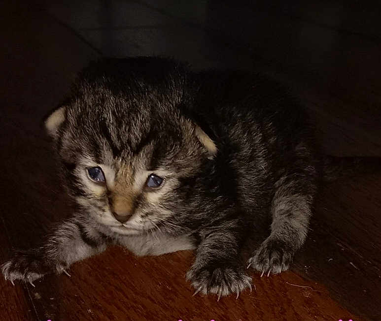 Juniper