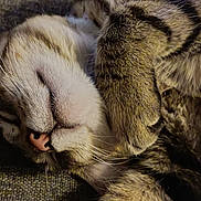 Juno is registered to the contest to win money with this photo: animal, cat, closeup, cozy, cute, ear, feline, fur, indoor, mammal, nose, paw, peaceful, pet, relaxed, resting, sleeping, tabby, texture, whiskers