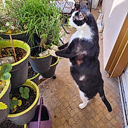 Oréo participe au concours pour gagner de l'argent avec cette photo : cat, black_and_white, plant, potted_plant, balcony, greenery, curious, standing, hind_legs, indoor_gardening, watering_can, floor_tiles, shoes, sunlight, nature, pet, animal, home, leaf, container