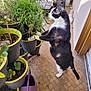 cat, black_and_white, plant, potted_plant, balcony, greenery, curious, standing, hind_legs, indoor_gardening, watering_can, floor_tiles, shoes, sunlight, nature, pet, animal, home, leaf, container
