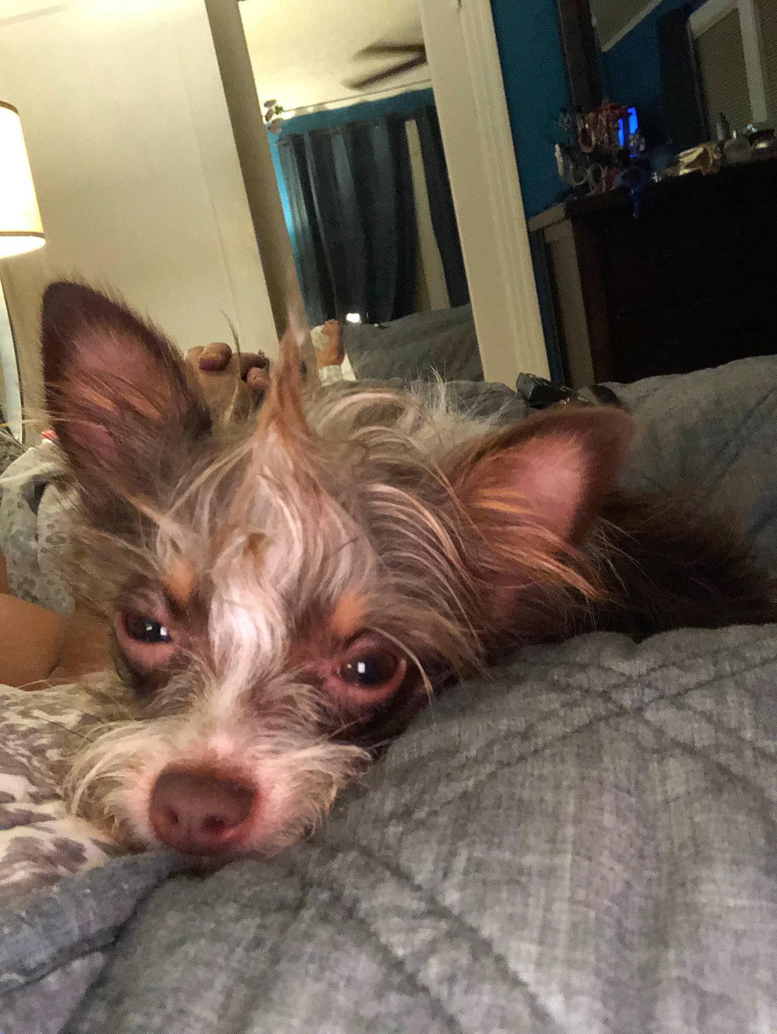 Toby joined the competition — help win amazing prizes! australian_silky_terrier, biewer_terrier, cairn_terrier, canidae, carnivore, chinese_crested_dog, companion_dog, dog, dog_breed, ear, mammal, morkie, puppy, small_terrier, snout, terrier, toy_dog, yorkshire_terrier