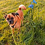 dog, grass, flower, leash, park, sunlight, outdoor, greenery, nature, pet, canine, blue_flower, walking, daylight, animal, field, summer, leash_handle, grass_blade, plant
