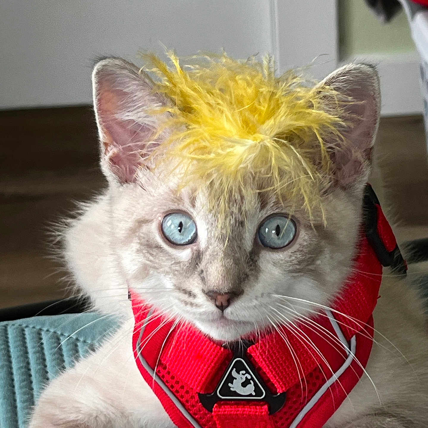 Nico is registered to the contest to win money with this photo: animal, blue_eyes, cat, close_up, curious, cute, domestic, door, ears, feline, floor, fur, home, indoor, pet, portrait, red_harness, resting, whiskers, yellow_feathers