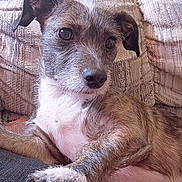 Cleo is registered to the contest to win money with this photo: animal, brindle, closeup, companion, couch, cozy, curious, cushion, dog, domestic, ears, friendly, fur, home, indoor, paw, pet, portrait, relaxed, snout