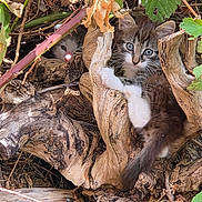 Bout Chou a rejoint le concours — aidez-le/la à gagner de superbes lots ! kitten, cat, animal, nature, wood, tree_roots, leaves, outdoor, cute, young, feline, playful, hiding, curious, fur, eyes, branches, twigs, small, wildlife