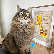 Sakura a rejoint le concours — aidez-le/la à gagner de superbes lots ! animal, cat, closeup, cute, desk, domestic_animal, feline, fluffy, framed_poster, green_eyes, indoor, long_hair, looking_up, pet, pikachu, poster, sitting, tabby, whiskers, wooden_surface