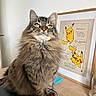animal, cat, closeup, cute, desk, domestic_animal, feline, fluffy, framed_poster, green_eyes, indoor, long_hair, looking_up, pet, pikachu, poster, sitting, tabby, whiskers, wooden_surface