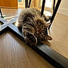 animal, cat, chair_legs, cozy, curious, feline, floor, fluffy, furniture, green_eyes, home, indoor, paw, pet, relaxed, stretching, sunlight, tabby, window, wooden_floor